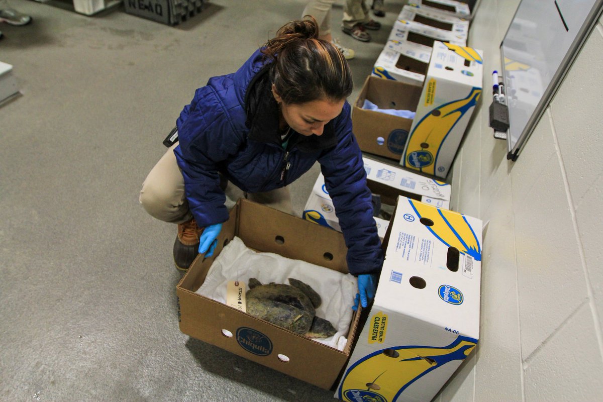 kwilesjrphoto's tweet image. Members of the @NEAQ Rescue team receive and begin to treat a number of endangered Kemp's Ridley Sea Turtles along with one Green Sea Turtle at the Aquarium's Sea Turtle Hospital in Quincy.
(1/2)