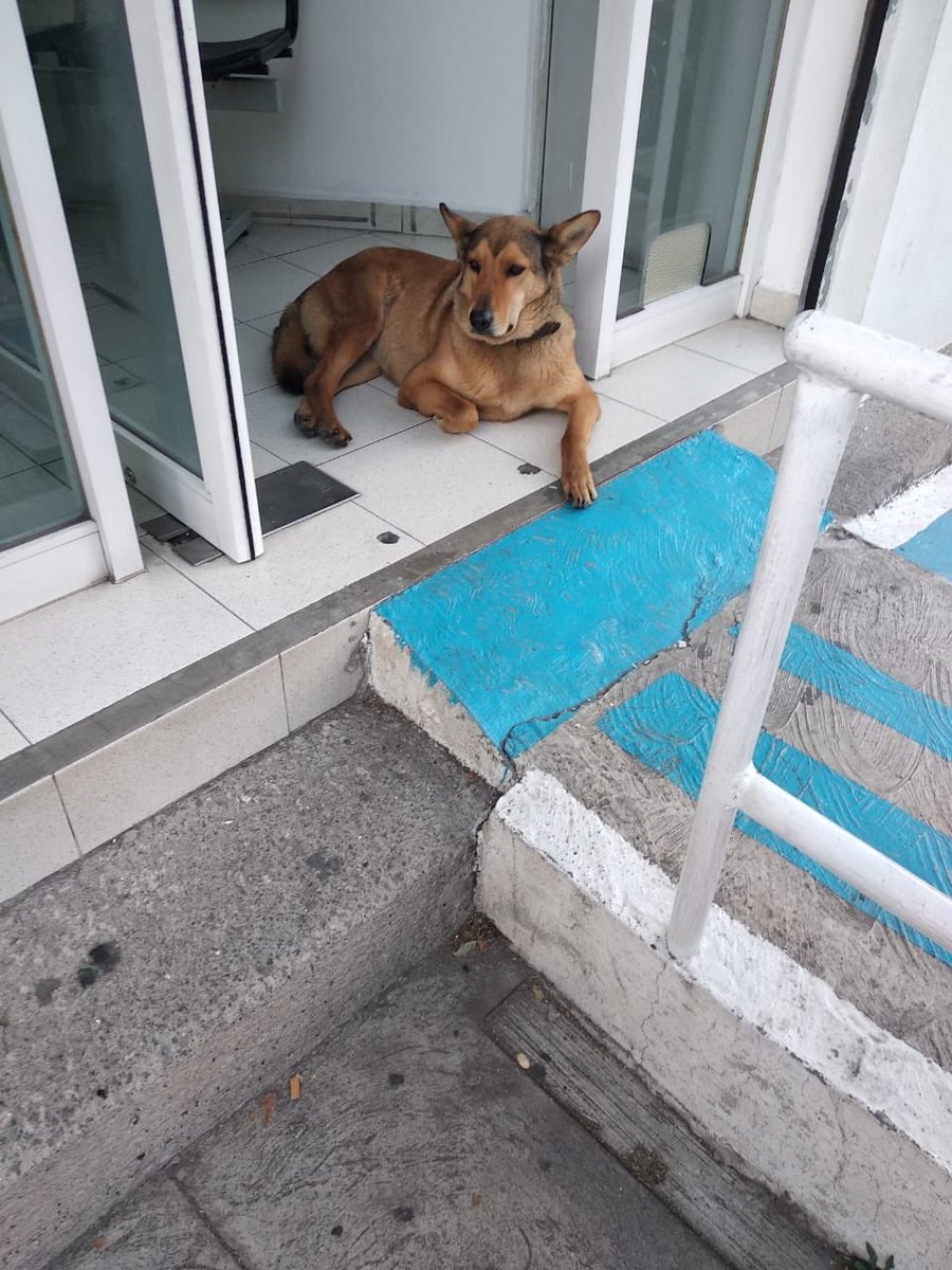 MascotaCoyoacan's tweet photo. SOS! 🆘

Reportan que este perro se encuentra desde la mañana de hoy 13/11 en las Farmacias del Ahorro en División del Norte y Jacarandas, Coyoacán.

Alguien puede ayudarlo? https://t.co/BTrySsA7x3