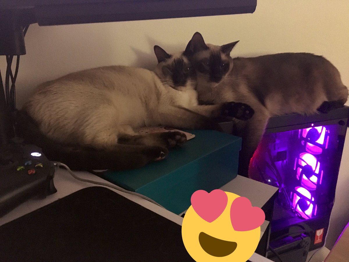 LadyKitisa's tweet image. If y’all didn’t know, this is what my cats do while I stream. I can’t with these two. #CatsOfTwitter #StreamerProblems #CatMom