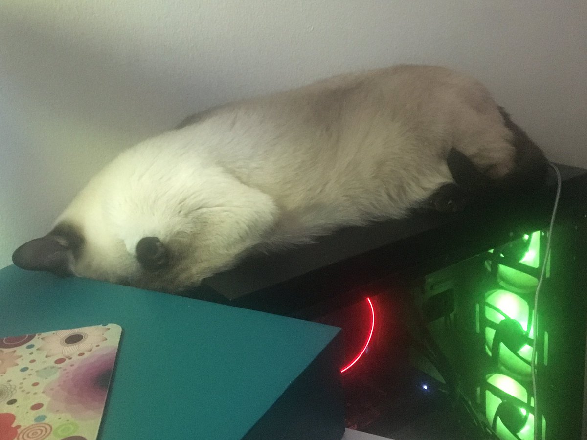 LadyKitisa's tweet image. If y’all didn’t know, this is what my cats do while I stream. I can’t with these two. #CatsOfTwitter #StreamerProblems #CatMom