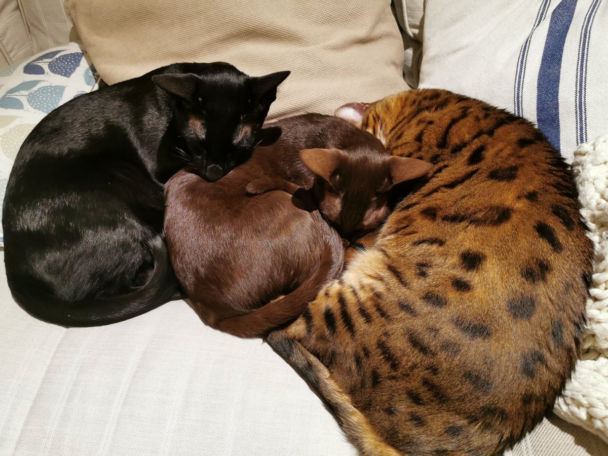 Nat_Gillard's tweet photo. @CP_UK_Longleat how come you can take cats to center parcs in Europe but not longleat? How can you say no to these little ones... https://t.co/DlS1k0aul4