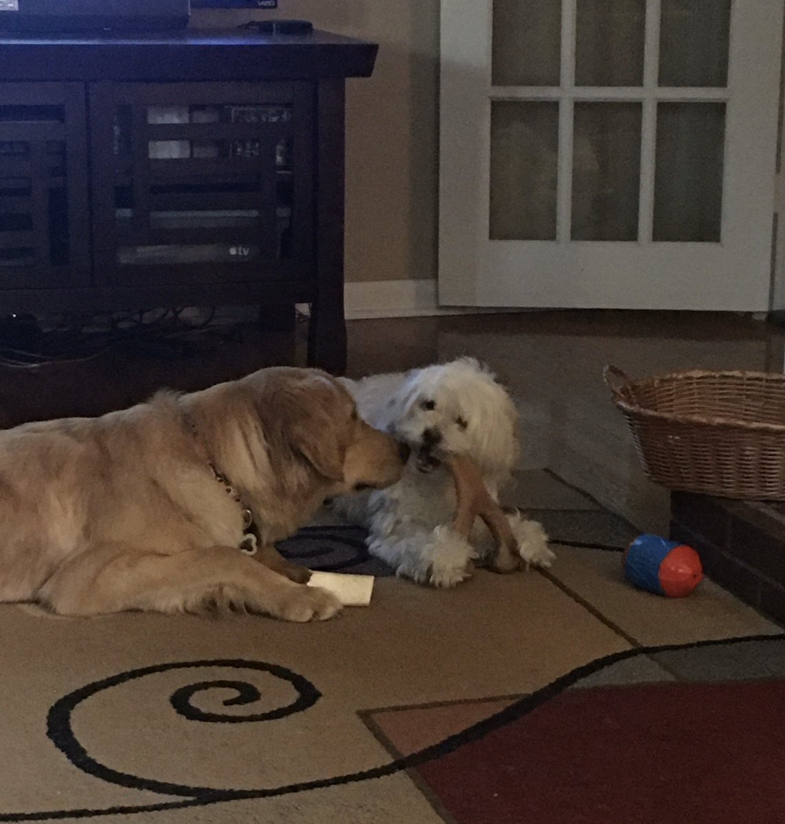 tdcurrey's tweet photo. You can #pickyourfriends and you can pick your bones but you can’t pick your friend’s bones #maltipoo #goldenretriever #layla #buddy #abouttogetreal #dogsofnashville #benebone https://t.co/2Rt7ls3yuO