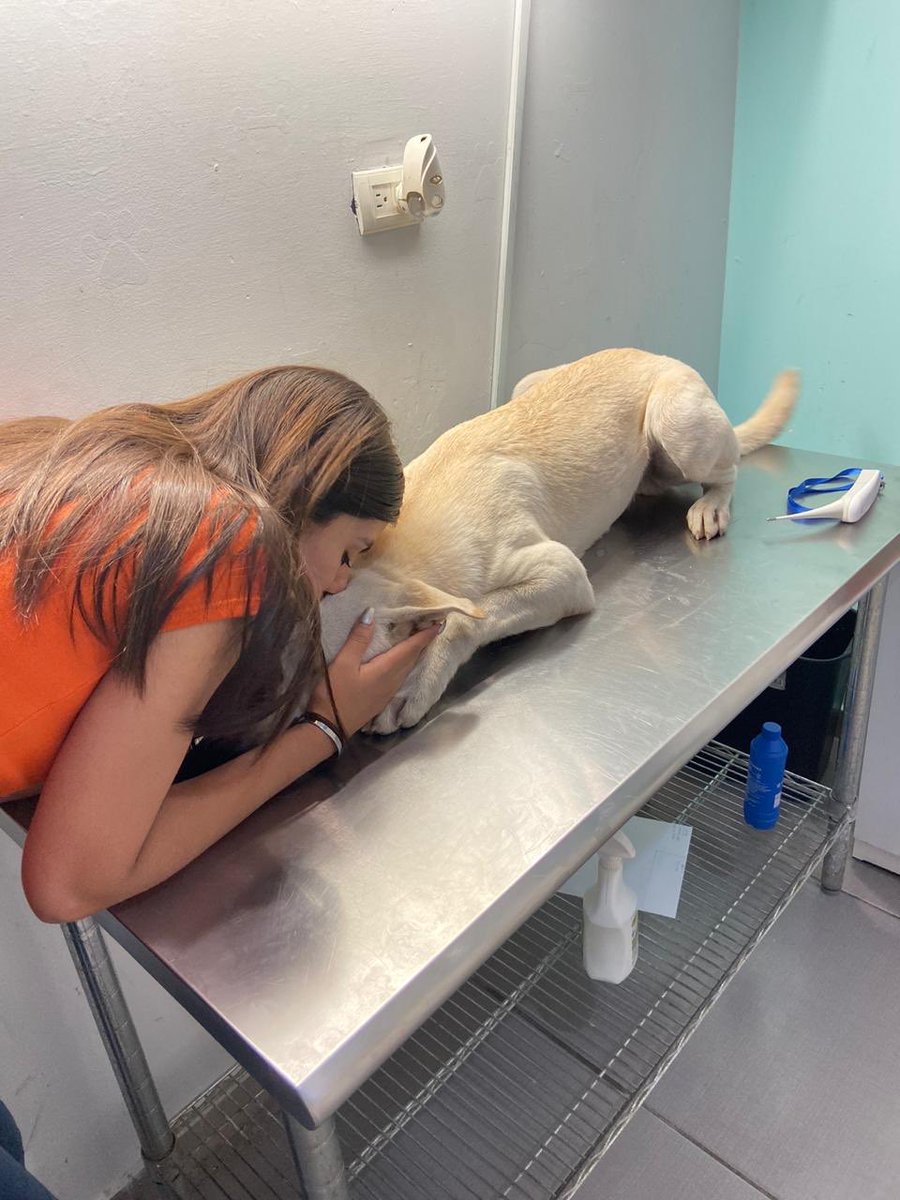 valeriaangulo04's tweet photo. Amigos estoy vendiendo una bolsa Tommy nueva original , para poder solventar los gastos de hospitalización de mi perrito Chimuelo🥺😭

ayudenme con un RT ‼️‼️‼️ https://t.co/OKcNmYQEsK