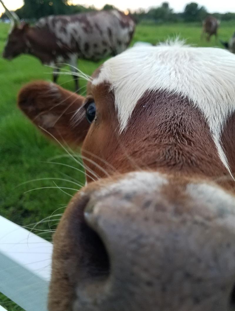 web_2018's tweet image. My friend Evonne is a finalist in Westgate River Ranch's photo contest! Help rally votes: flip.to/r/c4gk @WestgateRanch