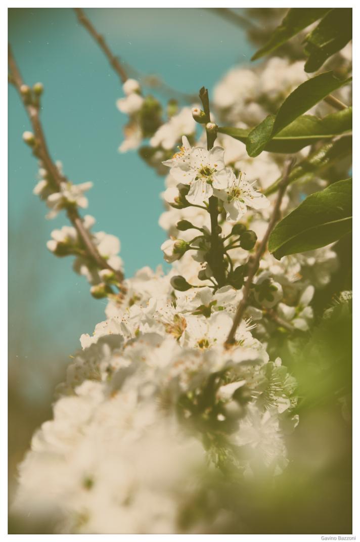 gavinobazzoni's tweet photo. From my archive: plum blossom
.
.
.
.
#susino #fioritura #plum #blossom
#flowers #flowerstagram #flower
#fiori #amateurphotography
#amateurphotographer #nature
#naturephotography #oldshot
#photography #fotografia https://t.co/zq44xD5uZ5