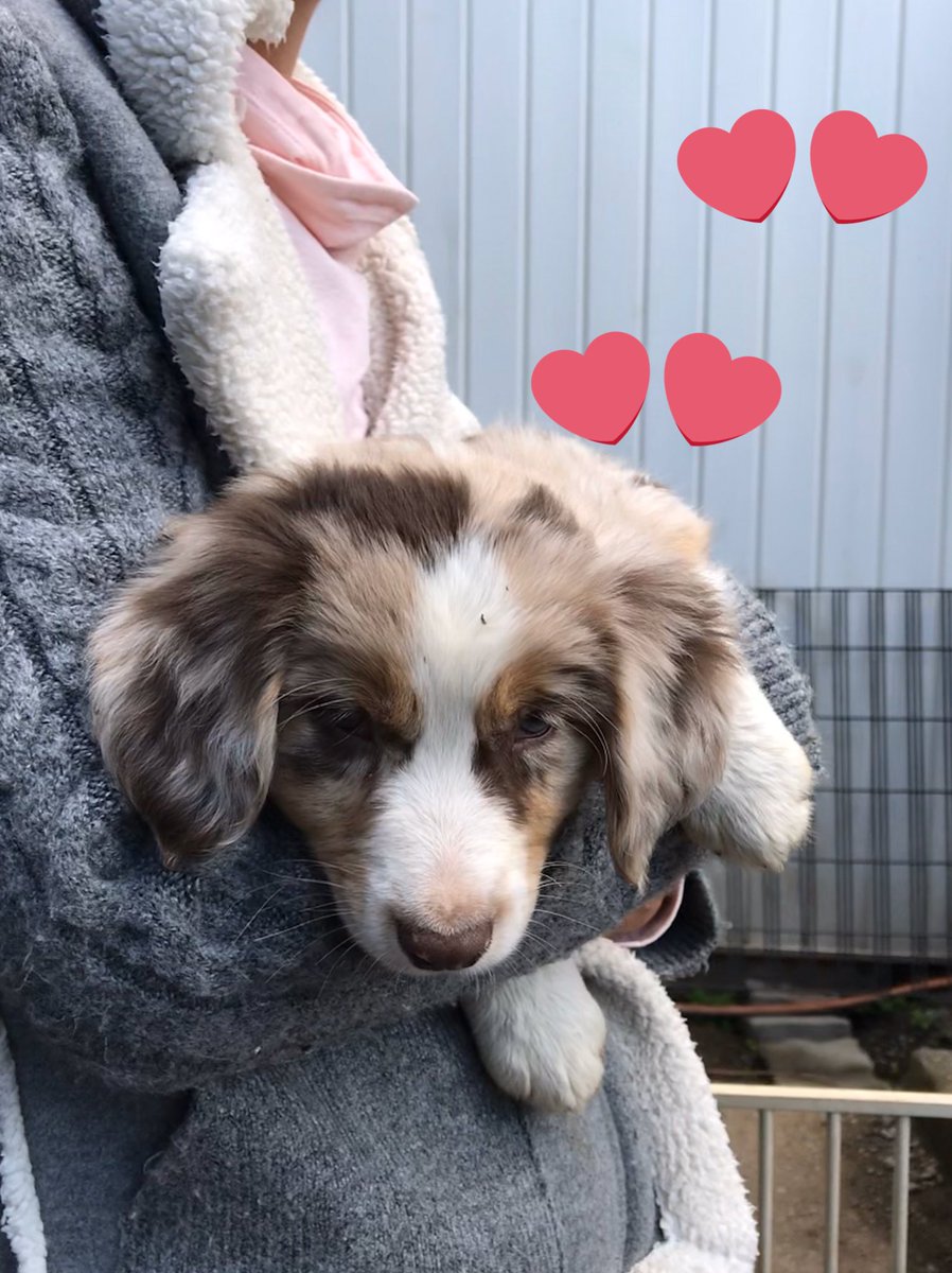 PatrickMegson's tweet image. #PublicMobilePDA this is Bailey