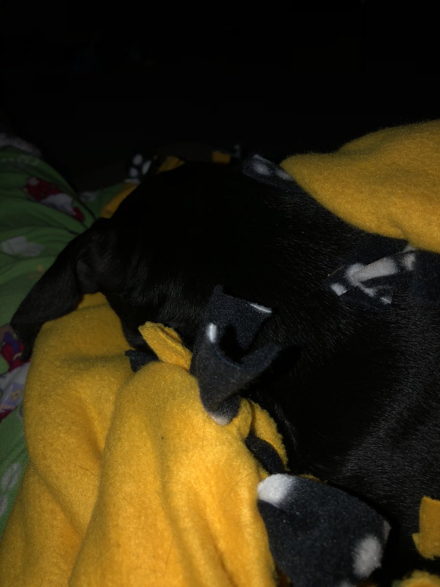 KileyGudehus's tweet photo. Cooper got to play at the dog park for the first time today! We got a bath when we got home (so that we aren’t smelly for when dad comes home Friday!) and now cuddles for this tired pup 💓 https://t.co/q7P0okgUoM