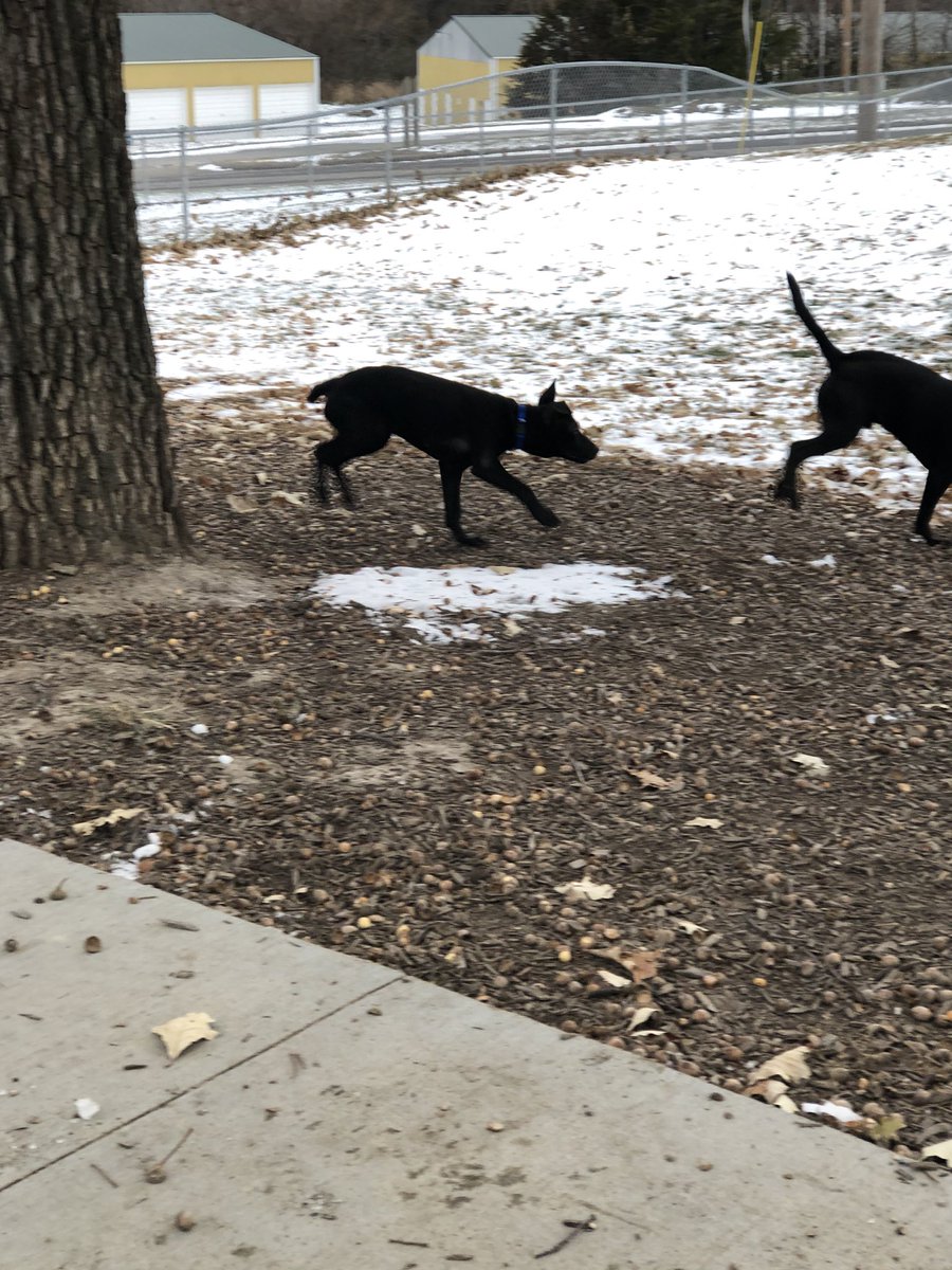 KileyGudehus's tweet photo. Cooper got to play at the dog park for the first time today! We got a bath when we got home (so that we aren’t smelly for when dad comes home Friday!) and now cuddles for this tired pup 💓 https://t.co/q7P0okgUoM