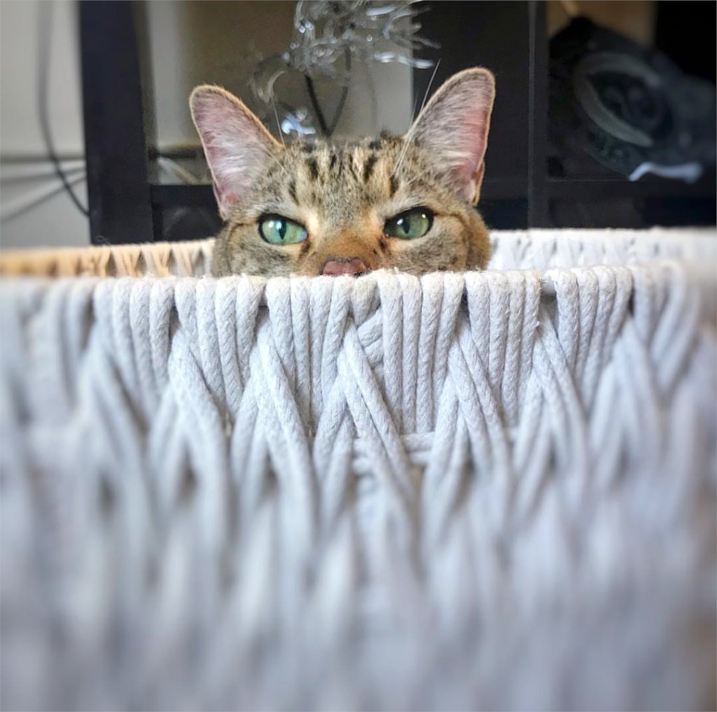 atlantapetlife's tweet photo. When you want to go outside, but it's 40°... 🌡️
🐱: Whissle
.
.
#atlantapetlife #atlcats #cat #cutecat #catsofatl #atlanta #atlantacats #catlover #catlove #kitty #catlovers #petlover https://t.co/pNqwHNSLw5