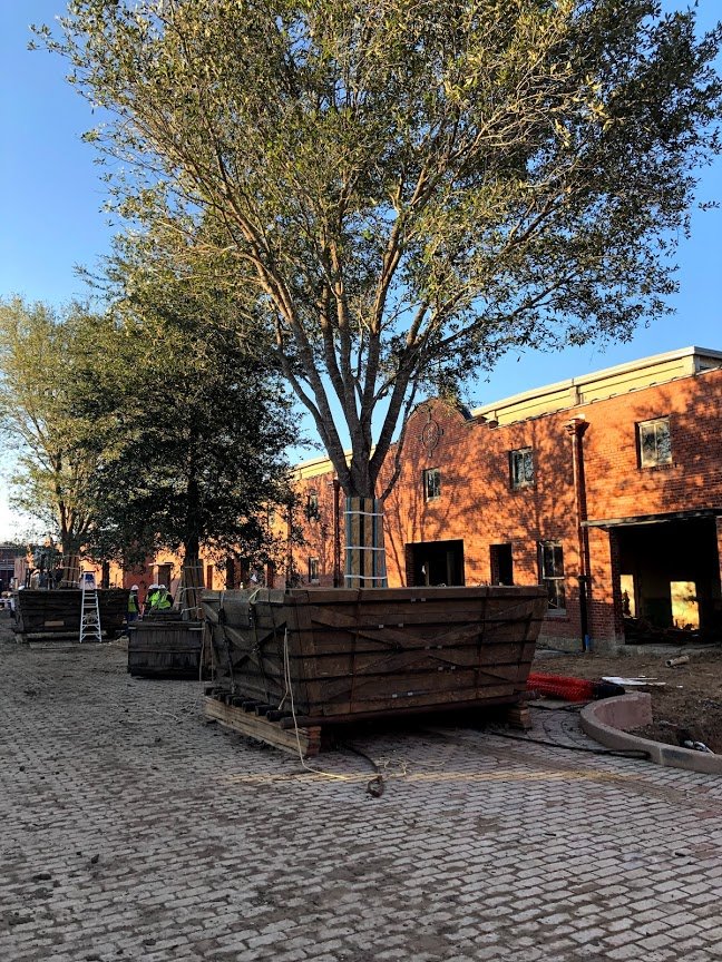 Treemover's tweet photo. A beautiful day to plant some Quercus virginiana & rubra at Ft Worth Stockyards. We are supplying about 50 trees, 8-14" in 84-144" boxes. https://t.co/W8NrzRHqHb #treetransplanting #wemovebigtrees #specimentrees #fortworthstockyards #cattledrive #visitfortworth #teamtrees https://t.co/8sCTTQQ2o8