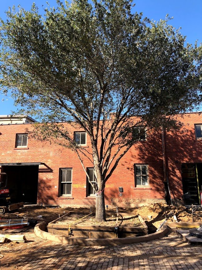 Treemover's tweet photo. A beautiful day to plant some Quercus virginiana & rubra at Ft Worth Stockyards. We are supplying about 50 trees, 8-14" in 84-144" boxes. https://t.co/W8NrzRHqHb #treetransplanting #wemovebigtrees #specimentrees #fortworthstockyards #cattledrive #visitfortworth #teamtrees https://t.co/8sCTTQQ2o8