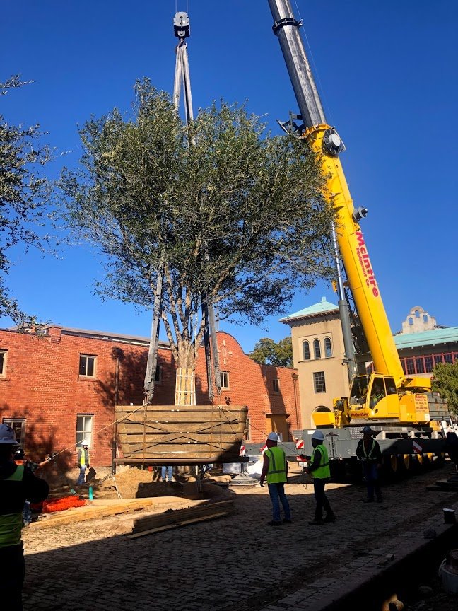 Treemover's tweet photo. A beautiful day to plant some Quercus virginiana & rubra at Ft Worth Stockyards. We are supplying about 50 trees, 8-14" in 84-144" boxes. https://t.co/W8NrzRHqHb #treetransplanting #wemovebigtrees #specimentrees #fortworthstockyards #cattledrive #visitfortworth #teamtrees https://t.co/8sCTTQQ2o8