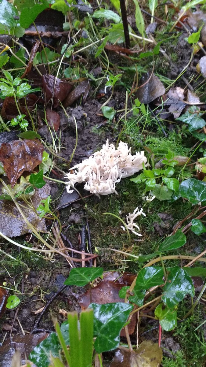 The Gibberd Garden is still being cared for by a dedicated team of volunteers under the guidance of Head Gardener Matthew.  Look what they found yesterday whilst leaf clearing.......... Coral Fungus.