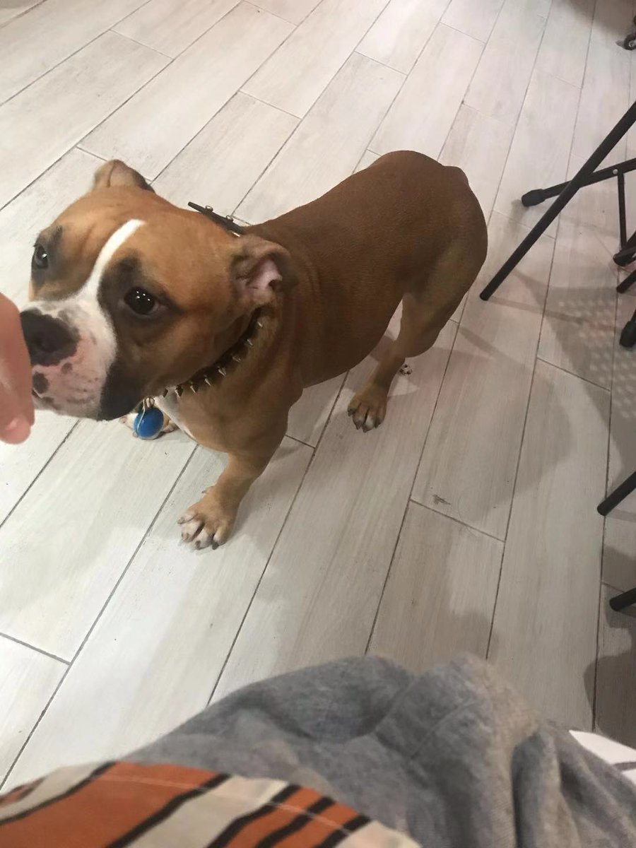 Hanna_Ding's tweet photo. my mom always says "turn on the @iRobot before you leave home". just like she says "walk your puppy"😄I didn't notice that till today we learned how an AI product becomes our families #CX19 https://t.co/MdTFsvyfuW