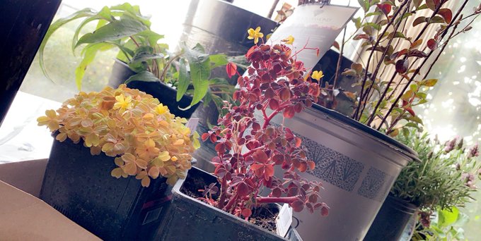 I&rsquo;ve gotten super into setting up a garden recently. Love my newest batch of plants. 🥰 https://t.co/<a href="/tag/manyvids"class="tags"><span>#manyvids</span></a><a href="/tag/mvsales"class="tags"><span>#mvsales</span></a>