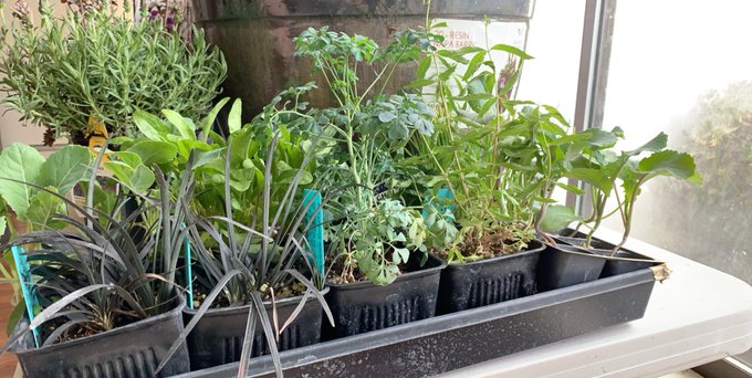 I&rsquo;ve gotten super into setting up a garden recently. Love my newest batch of plants. 🥰 https://t.co/<a href="/tag/manyvids"class="tags"><span>#manyvids</span></a><a href="/tag/mvsales"class="tags"><span>#mvsales</span></a>