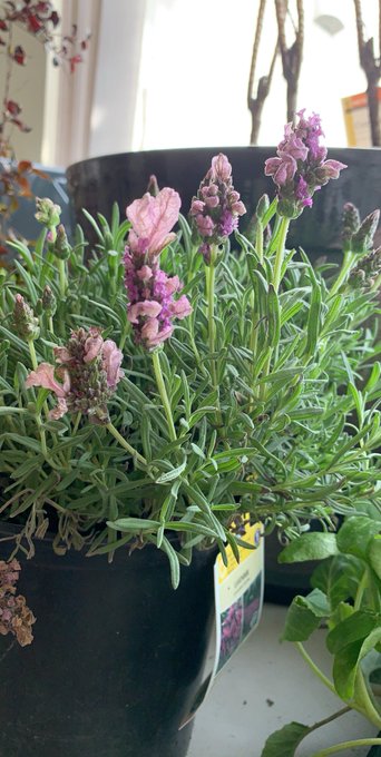 I&rsquo;ve gotten super into setting up a garden recently. Love my newest batch of plants. 🥰 https://t.co/<a href="/tag/chaturbate"class="tags"><span>#chaturbate</span></a>