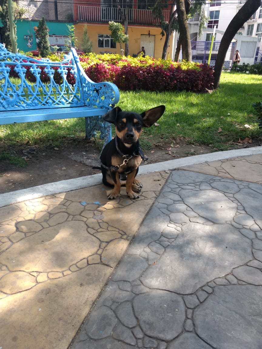 LordSalmonOnce's tweet photo. Por favor, alguien que quiera adoptar a este hermoso .
Ya van 2 personas que dicen que si, y que mejor no porque es Chaparrito.
Lo abandonaron en parque del  Ícaro En la Colonia Arenal 1.ª.secc. de la @A_VCarranza 
Ayudenme a conseguirle hogar

Mensaje Directo 
Sean serios https://t.co/c1cpiFfmTl