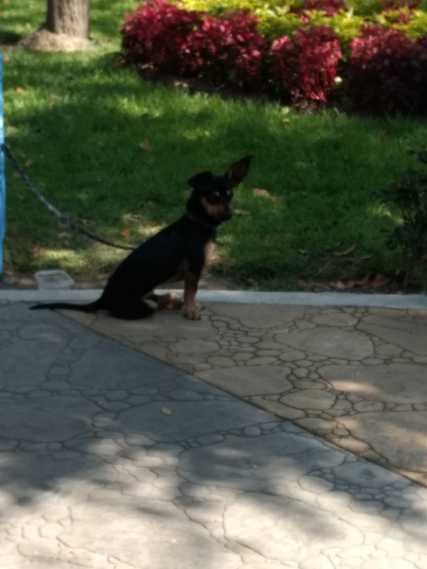 LordSalmonOnce's tweet photo. Por favor, alguien que quiera adoptar a este hermoso .
Ya van 2 personas que dicen que si, y que mejor no porque es Chaparrito.
Lo abandonaron en parque del  Ícaro En la Colonia Arenal 1.ª.secc. de la @A_VCarranza 
Ayudenme a conseguirle hogar

Mensaje Directo 
Sean serios https://t.co/c1cpiFfmTl