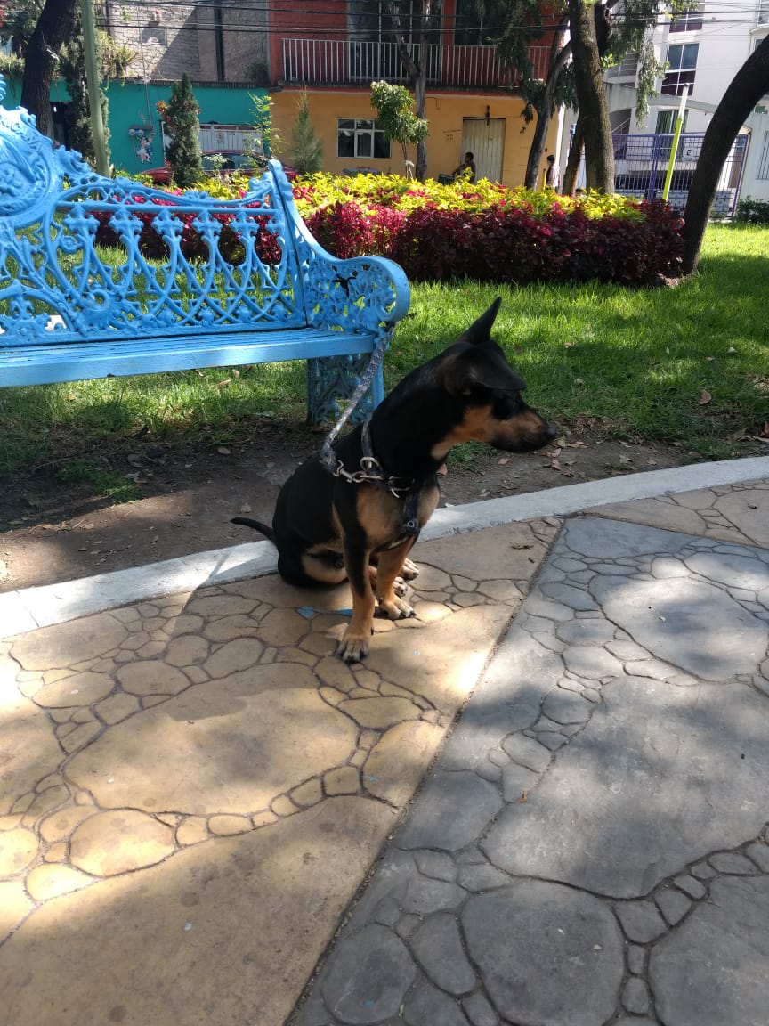 LordSalmonOnce's tweet photo. Por favor, alguien que quiera adoptar a este hermoso .
Ya van 2 personas que dicen que si, y que mejor no porque es Chaparrito.
Lo abandonaron en parque del  Ícaro En la Colonia Arenal 1.ª.secc. de la @A_VCarranza 
Ayudenme a conseguirle hogar

Mensaje Directo 
Sean serios https://t.co/c1cpiFfmTl