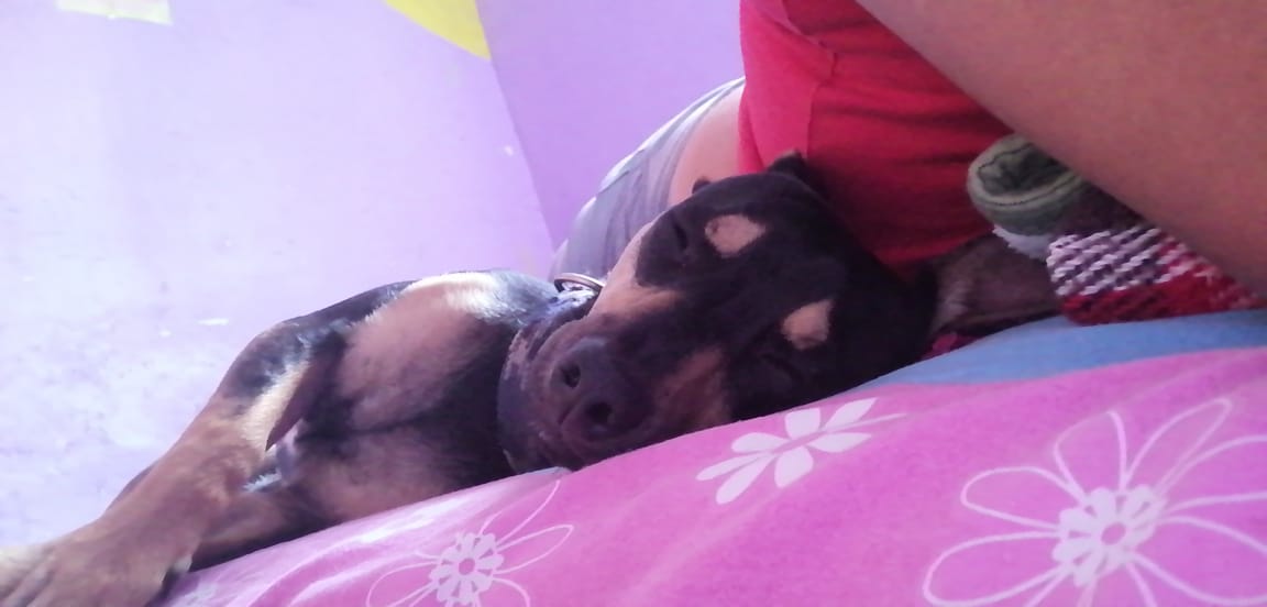 LordSalmonOnce's tweet photo. Por favor, alguien que quiera adoptar a este hermoso .
Ya van 2 personas que dicen que si, y que mejor no porque es Chaparrito.
Lo abandonaron en parque del  Ícaro En la Colonia Arenal 1.ª.secc. de la @A_VCarranza 
Ayudenme a conseguirle hogar

Mensaje Directo 
Sean serios https://t.co/c1cpiFfmTl