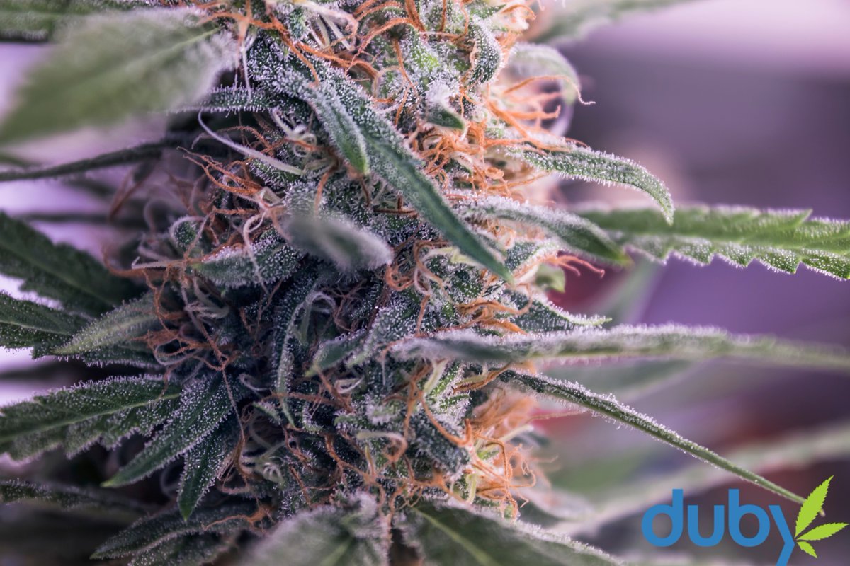 dubyapp's tweet image. A frosted flower for the frost we've been getting here in Denver!
#frosty #weedwednesday #420 #cannabiscommunity #cannabis #passtheduby #duby #dubyfam #dubylifestyle