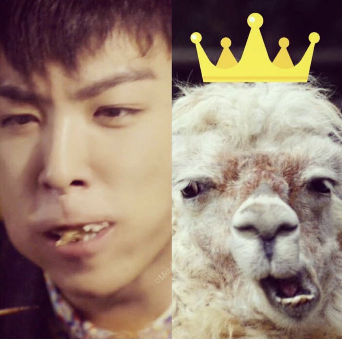 A thread of BIGBANG being memes: