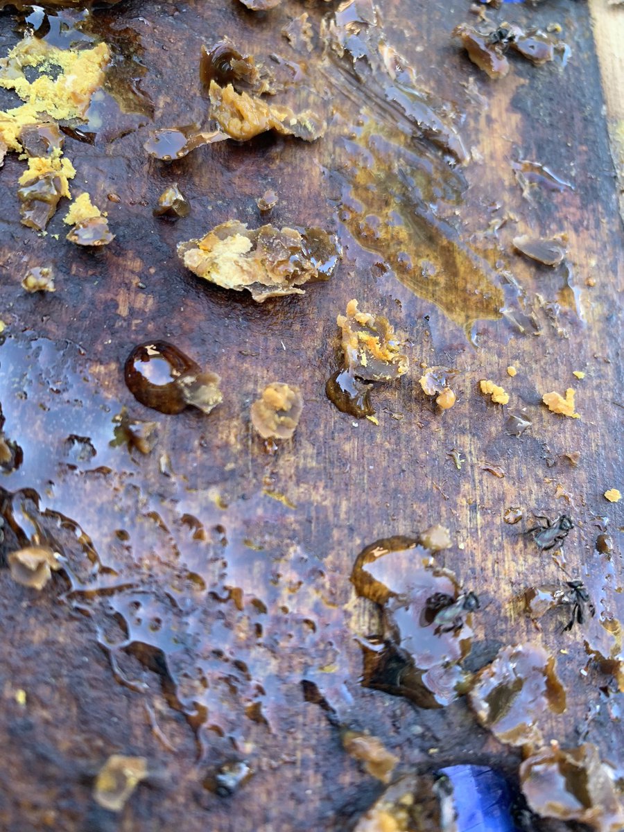 April Morley tweet media