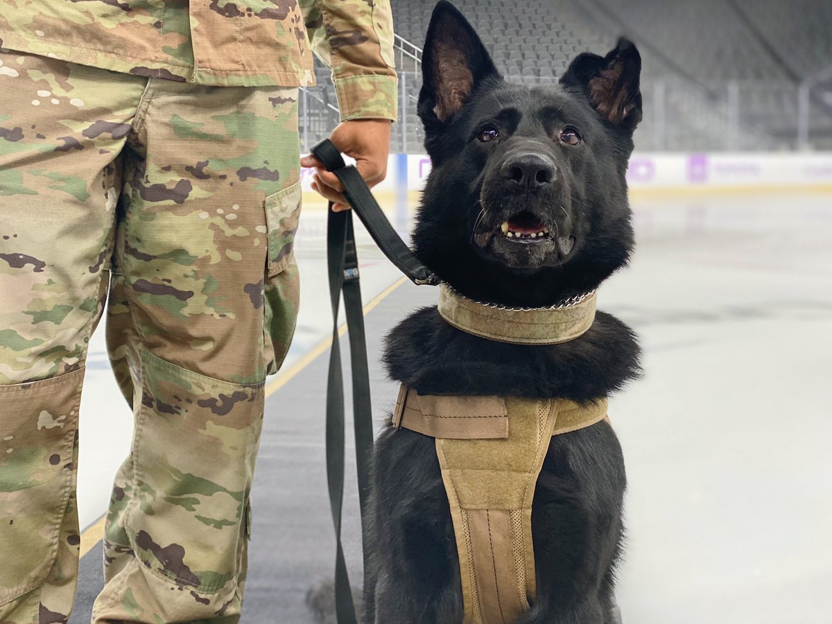 GoldenKnights's tweet photo. If you’re having a ruff day...

meet Kalo! 🐶

He’s a military working dog (and a VERY good boy!) who will be dropping tonight’s puck as part of Military Appreciation Knight 🤩 https://t.co/4Ss79mhSwY