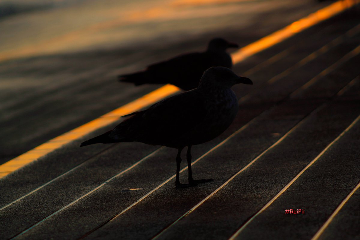 #RuiPii #seagulls #StraightLines #Contraste #Sunset #Sea #colors #Portugal  🇵🇹🌙