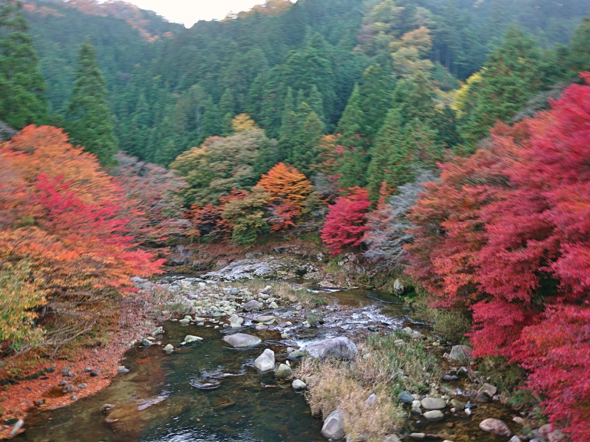 okutsumichi's tweet image. おはようございます。
今朝の奥津渓。雨がポツポツ降っています。朝方の風でもみじの絨毯になっています。
樹の下に入ると空気が紅く染まっているようです。