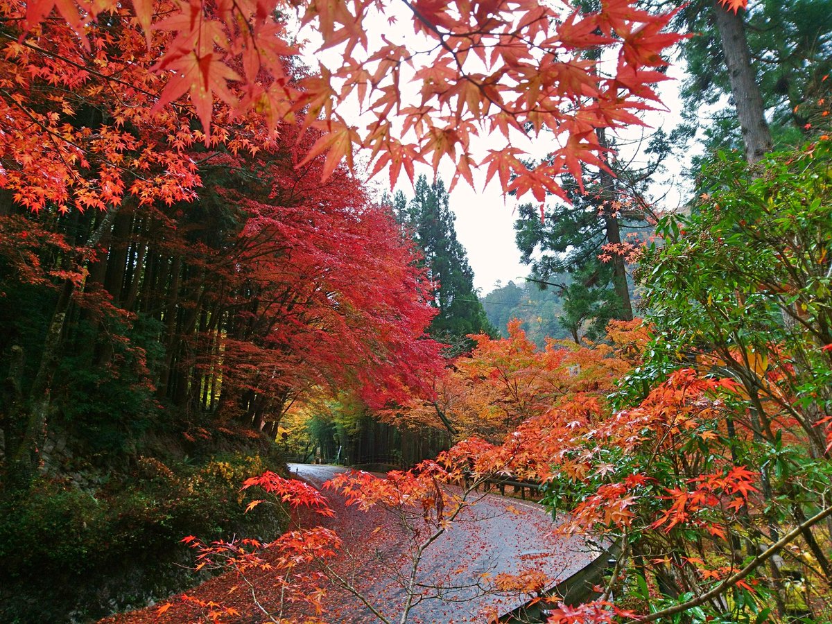 okutsumichi's tweet image. おはようございます。
今朝の奥津渓。雨がポツポツ降っています。朝方の風でもみじの絨毯になっています。
樹の下に入ると空気が紅く染まっているようです。