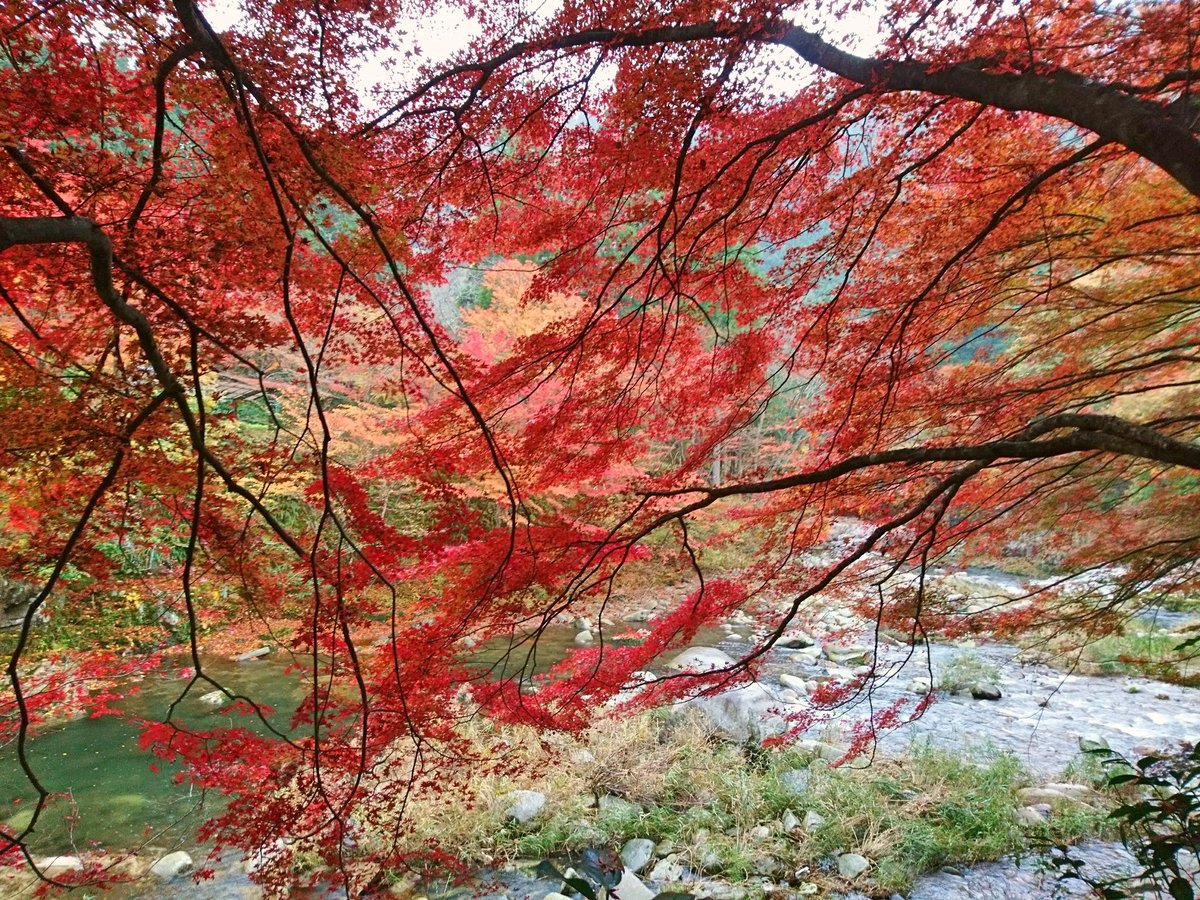 okutsumichi's tweet image. おはようございます。
今朝の奥津渓。雨がポツポツ降っています。朝方の風でもみじの絨毯になっています。
樹の下に入ると空気が紅く染まっているようです。