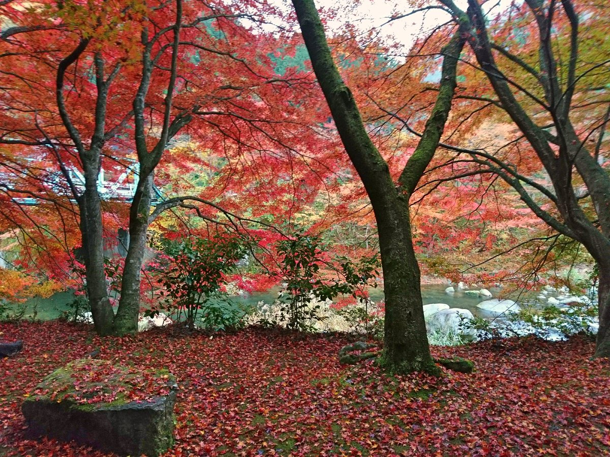 okutsumichi's tweet image. おはようございます。
今朝の奥津渓。雨がポツポツ降っています。朝方の風でもみじの絨毯になっています。
樹の下に入ると空気が紅く染まっているようです。