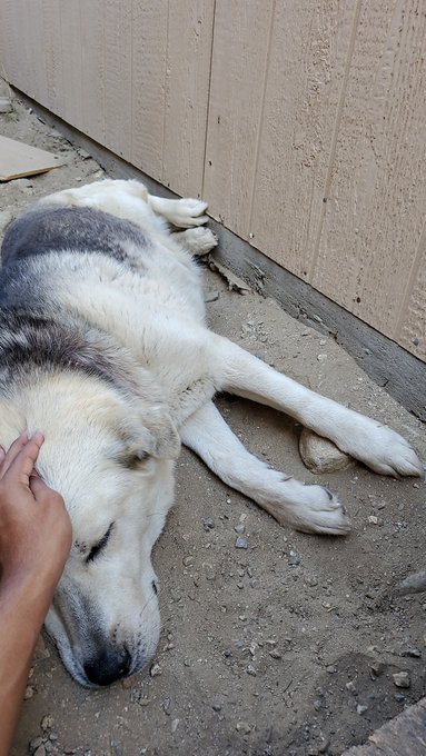 we interrupt your regularly scheduled masturbation to bring you a dog https://t.co/GSibqsFKYu