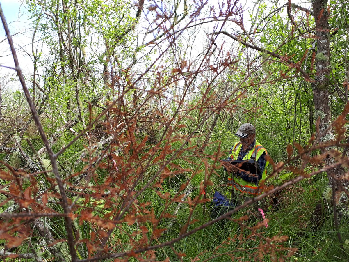 BCGoeller's tweet photo. Fun times checking up on young kahikatea trees growing in the Whangamarino #wetland- finding them was quite a mission https://t.co/XFBwWZ5AHh