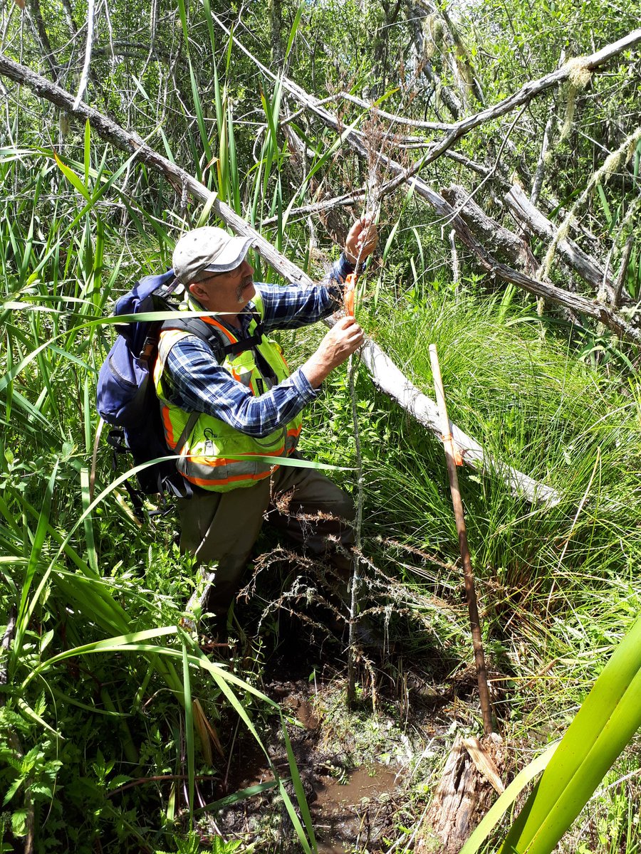 BCGoeller's tweet photo. Fun times checking up on young kahikatea trees growing in the Whangamarino #wetland- finding them was quite a mission https://t.co/XFBwWZ5AHh