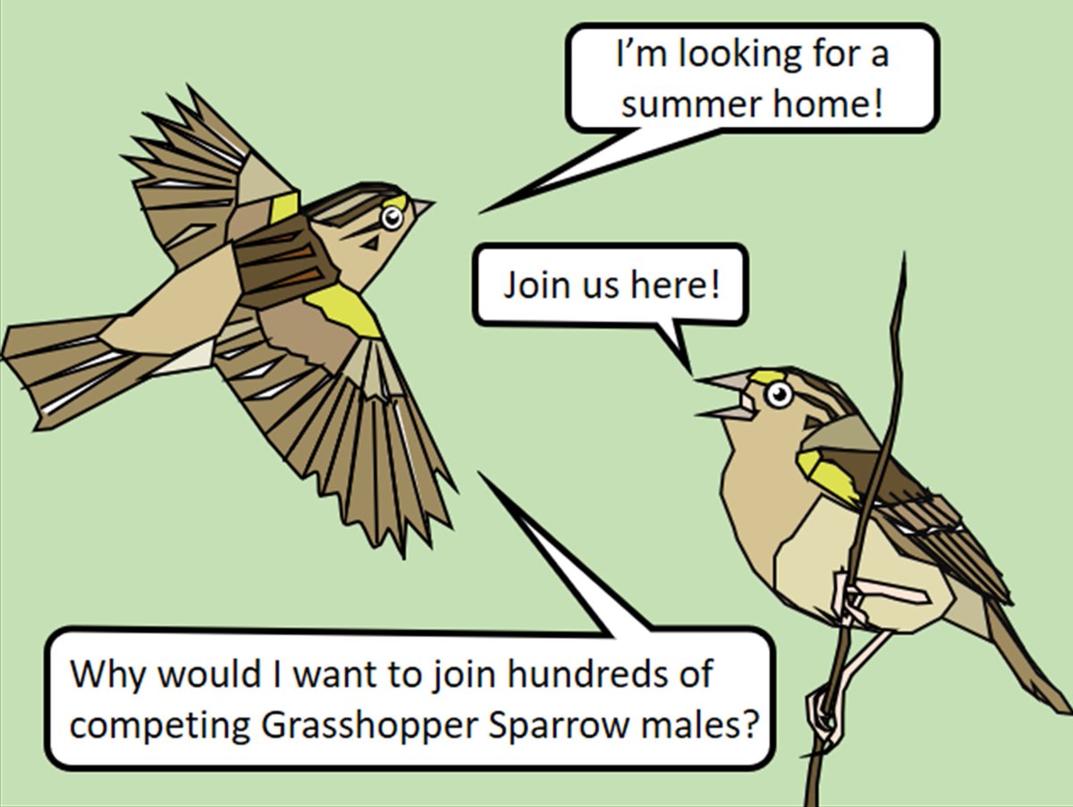 Because I like the  #SciComm comic I made for my new paper here is each panel separately so you don't have to zoom as much! Why do competing Grasshopper Sparrow males choose to live close to each other rather than spreading out on the open prairie?