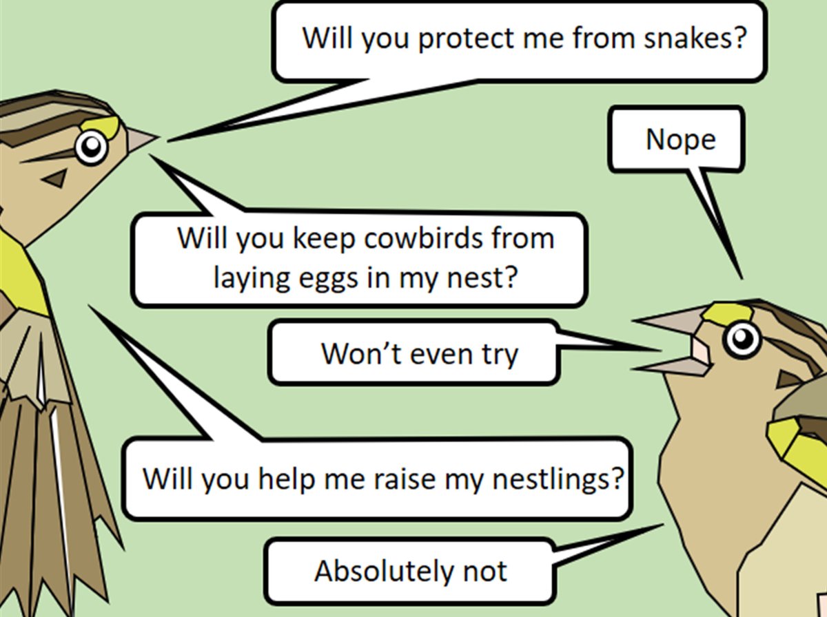 . @SteffMunguia presented aggregated and unaggregated sparrow males (males w/neighbors nearby and far away, respectively) with models of cowbirds & snakes to see if they responded differently to these threats. I watched nests to see if the birds helped each other raise nestlings.