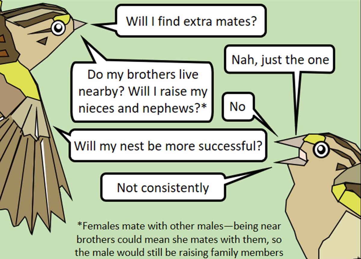 I did genetic analyses to see if males that lived close to neighbors had more mates. We thought maybe the "extra" young in the nests would be related to the male if he was close to his brothers, but they weren't. Males in clumps didn't have more successful nests.