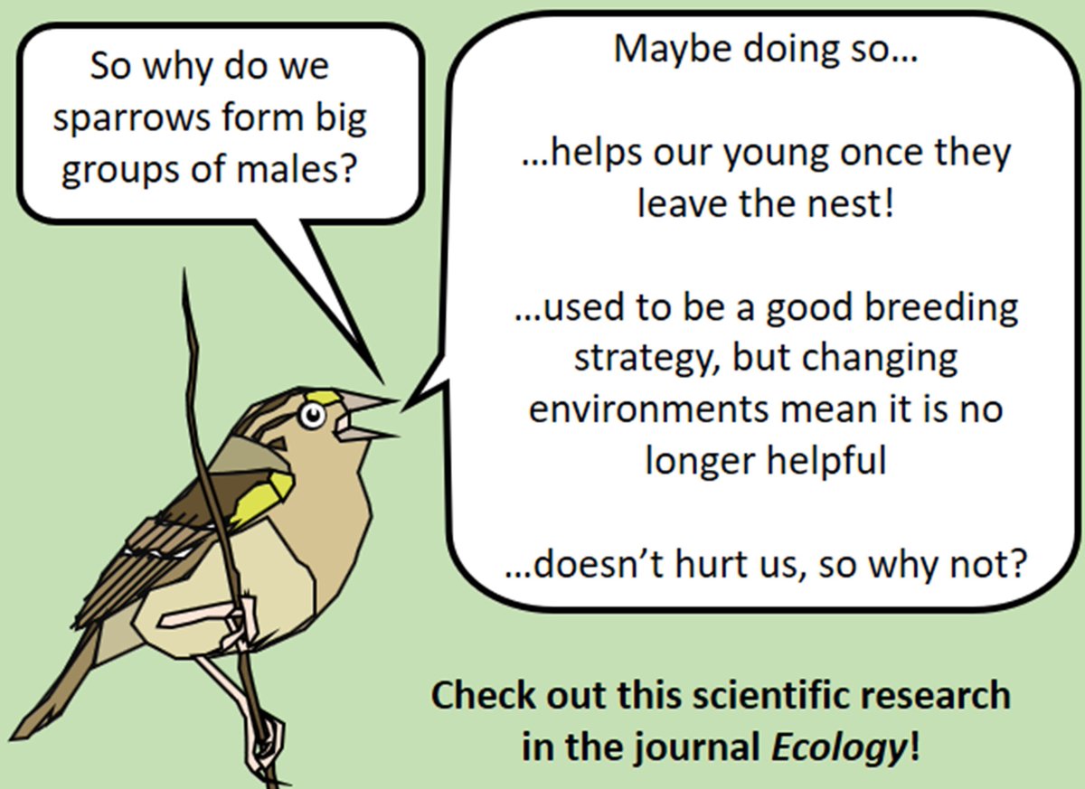 So why do sparrow males form big groups? It could help the young birds survive after they leave the nest. Maybe when the prairies were huge it was helpful, but not now. Maybe it helps only a little bit sometimes but doesn't hurt, so why not? More research is needed!