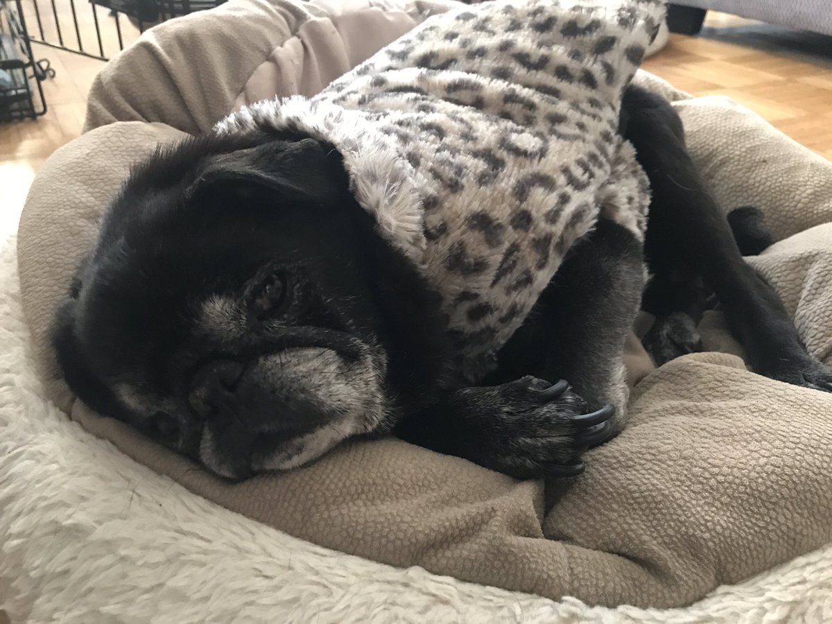 HamiltonPug's tweet photo. Hamilton Pug from NYC here. It’s cold! #pugchat https://t.co/HNIhkNrAuu