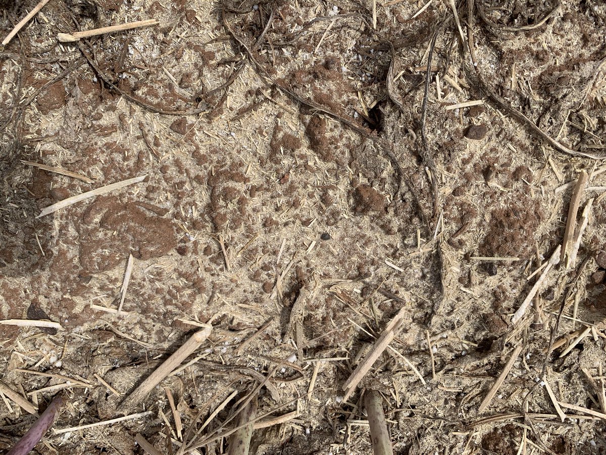 snides007's tweet image. So day 1 of joining the #seedterminator cult completed. Another part of the #weedsmart big 6 puzzle added. Definitely turns it all to dust. Only canola so far so real test will be in the cereals. @seed_terminator @NickBerry87 @AHRI_Team