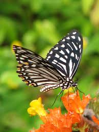 jansanGeorge's tweet photo. Butterfly survey spots 206 specious in Munnar...

#Munnar
#KeralaTourism
#ShowcaseMunnar 
#VisitMunnar 
#RealMunnar
#SMARTMunnarhotels
#honeymoondestination 
#Hillstationholiday
#ButterfliesofMunnar
#cloudsvalley https://t.co/e160L9GiuO