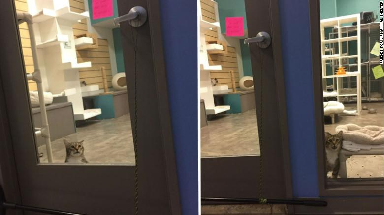 A mutinous cat was put in 'solitary confinement' for freeing other cats from a shelter. Now he's a star!
ow.ly/PyIS50xawUh
#showmecapetown #herocat #rescueanimals #cats