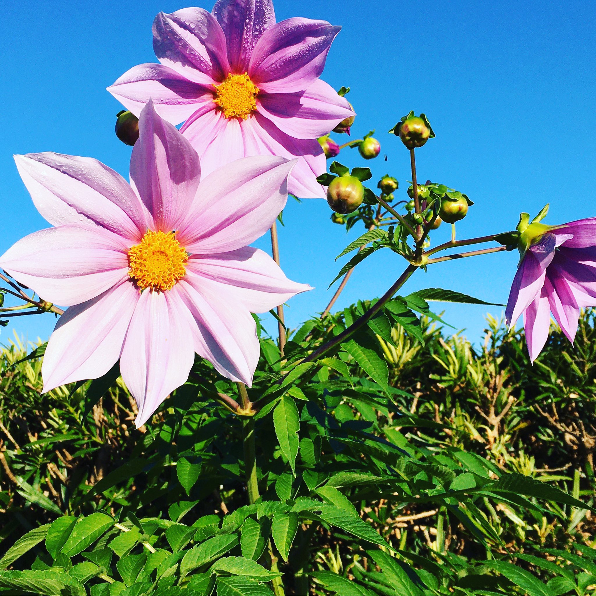 池ポチャ野郎 茎が太く背の高い花 皇帝ダリア 木立ダリア ツリーダリア 花 フラワー ピンクの 花 藤色の花 茎が太く背の高い花 ダリア界の王様 T Co 0jncsxa1jb Twitter