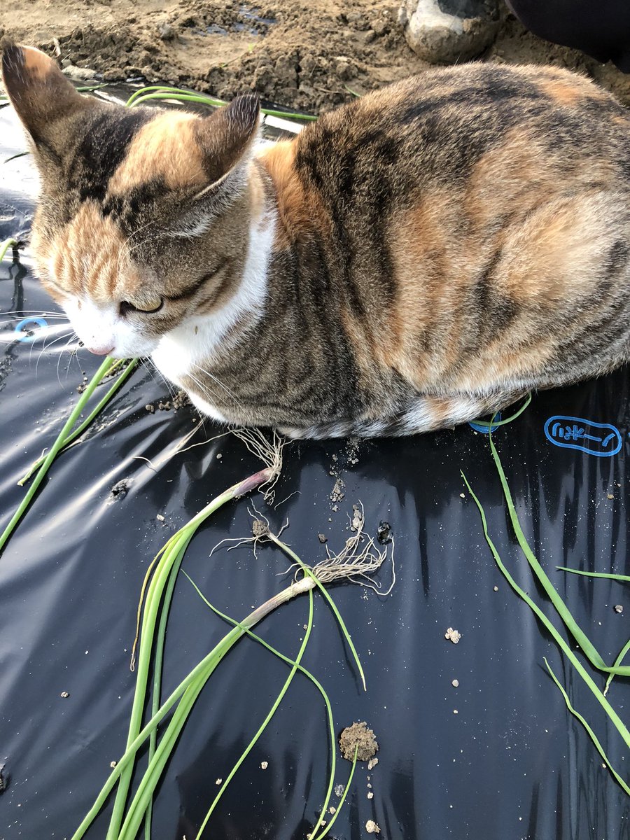 agriaccount's tweet photo. 玉ねぎ400キャベツ66
ほかにブロッコリー、ゴボウ、大根、スナップエンドウ https://t.co/P1NpwhNWLQ