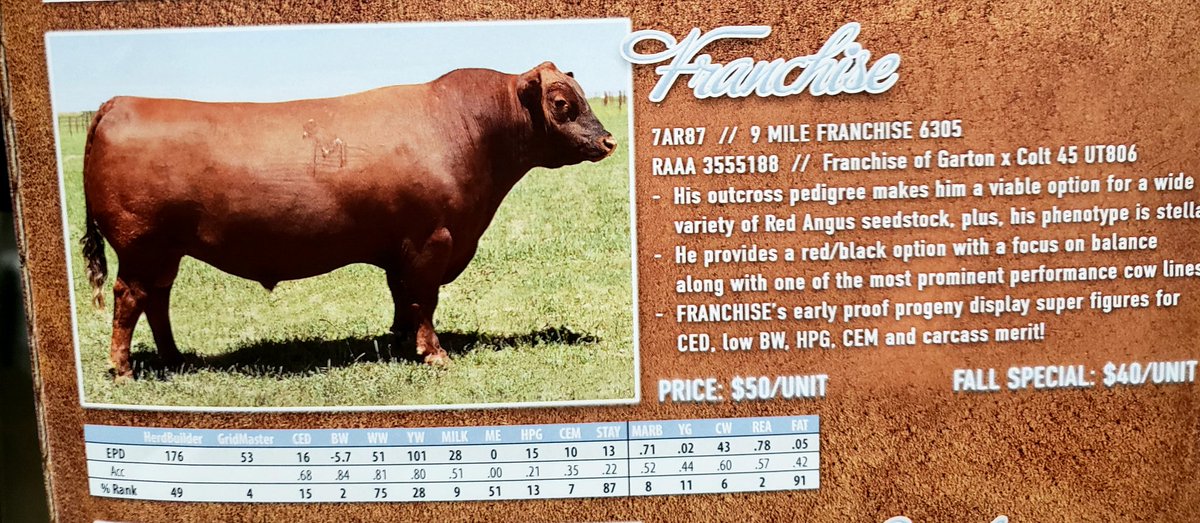 ash_kattler's tweet photo. Just a few of the guys in our fall special lineup. To hear more drop me a line; check out the full lineup online. #selectsiresbeef #cdnangus #redangus #blackangus #cdnhereford #cattle https://t.co/KDE2JS4jNk