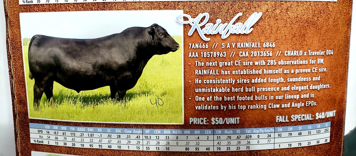ash_kattler's tweet photo. Just a few of the guys in our fall special lineup. To hear more drop me a line; check out the full lineup online. #selectsiresbeef #cdnangus #redangus #blackangus #cdnhereford #cattle https://t.co/KDE2JS4jNk