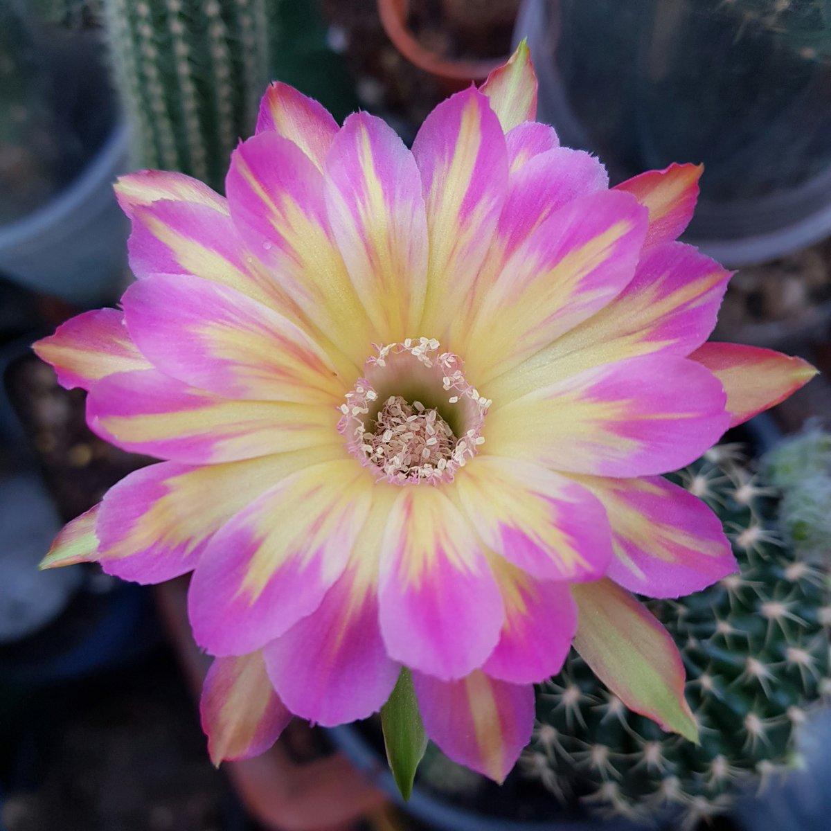 Yodtawan2's tweet photo. 🌻ยอดตะวัน🌻
#cactusclub. #cactusaddict #cactus #cactusthailand #cactus🌵 #cactuslove #cactuslover #แคคตัส #hawothia #ไลทอป #แอสโตร #โลโฟ #กุหลาบหิน #ไม้อวบน้ำ #ทาสหนาม #กระบองเพชร #ต้นไม้ #บ้านและสวน #สวน #ดอกไม้  #มือใหม่หัดเพาะ #ASTRO #Flowers #flowerlove   #flowerreport https://t.co/QshraIggwQ
